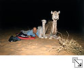 Nehberg: „Nchtliche Wüstenkonferenz“ mit Kamelen - Bildgröße: 15,65 x 10,36 cm bei 300 DPI (CMYK)